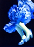 fla13